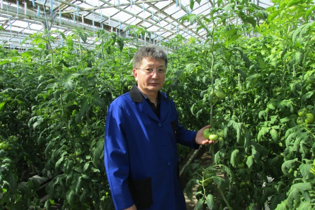 Казахстанская теплица снабжает овощами города Сибири