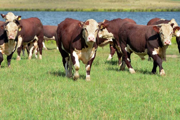 На закупку скота актюбинским фермерам выдано 5,8 млрд тенге